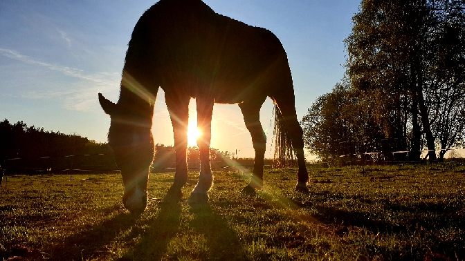 Pferdehof Happys Weideland im Einklang mit der Natur
