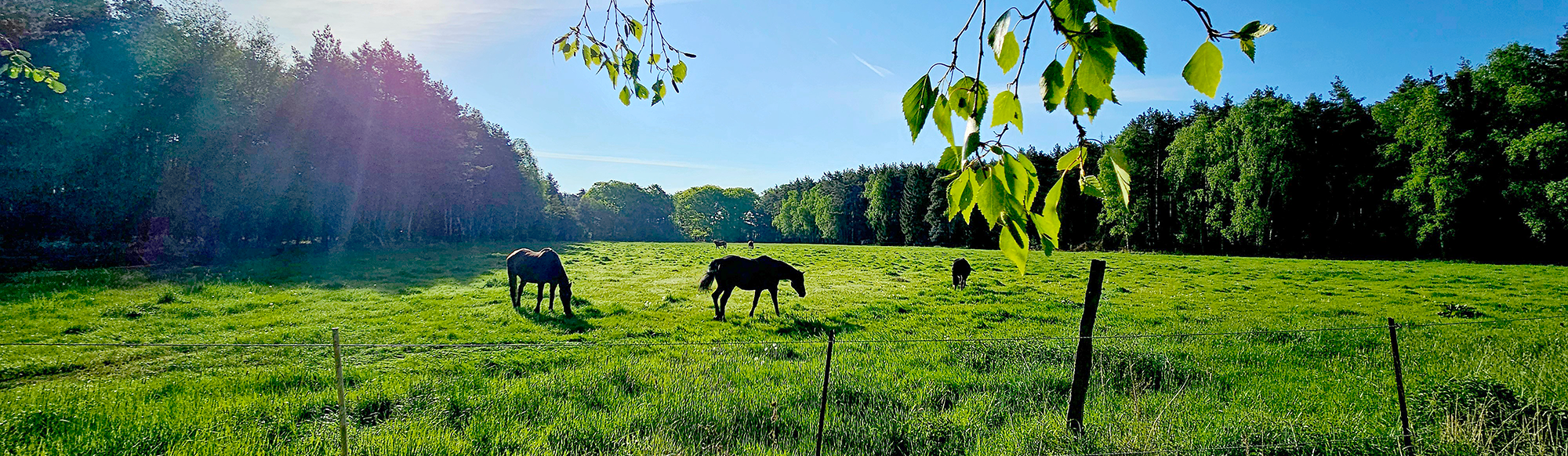 Happys Weideland - artgerechte Haltung im Offenstall